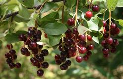 Chokecherry